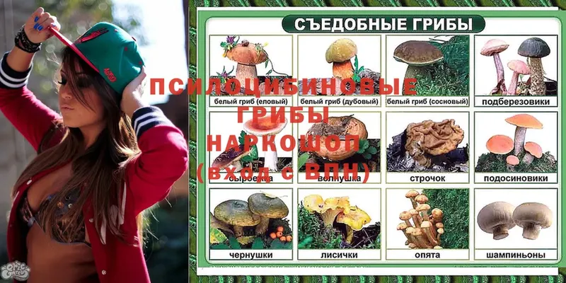 ссылка на мегу сайт  Нальчик  Галлюциногенные грибы Psilocybe  где продают наркотики 